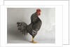 Suffolk Checker Cock by Anonymous