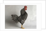 Suffolk Checker Cock by Anonymous
