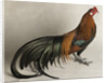 Yokohama Cock by Anonymous