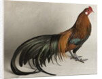 Yokohama Cock by Anonymous
