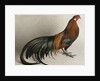 Yokohama Cock by Anonymous