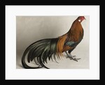 Yokohama Cock by Anonymous