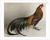 Yokohama Cock by Anonymous