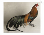 Yokohama Cock by Anonymous