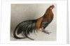 Yokohama Cock by Anonymous