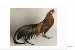 Yokohama Cock by Anonymous