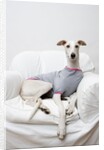 Greyhound Wearing a T-Shirt by Anonymous