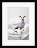 Greyhound Wearing a T-Shirt by Anonymous