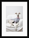 Greyhound Wearing a T-Shirt by Anonymous