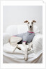 Greyhound Wearing a T-Shirt by Anonymous