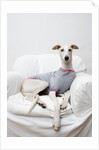 Greyhound Wearing a T-Shirt by Anonymous