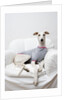 Greyhound Wearing a T-Shirt by Anonymous