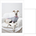 Greyhound Wearing a T-Shirt by Anonymous