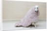 Greyhound Wearing a Pink Rug by Anonymous