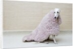 Greyhound Wearing a Pink Rug by Anonymous
