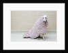 Greyhound Wearing a Pink Rug by Anonymous