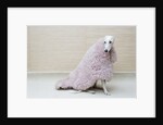 Greyhound Wearing a Pink Rug by Anonymous