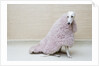 Greyhound Wearing a Pink Rug by Anonymous