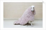 Greyhound Wearing a Pink Rug by Anonymous
