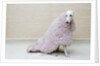 Greyhound Wearing a Pink Rug by Anonymous