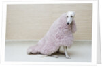 Greyhound Wearing a Pink Rug by Anonymous