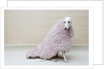 Greyhound Wearing a Pink Rug by Anonymous
