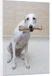 Greyhound with a Bone by Anonymous
