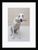 Greyhound with a Bone by Anonymous