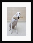 Greyhound with a Bone by Anonymous