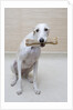 Greyhound with a Bone by Anonymous