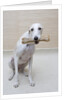 Greyhound with a Bone by Anonymous