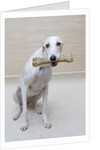 Greyhound with a Bone by Anonymous