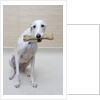 Greyhound with a Bone by Anonymous