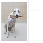 Greyhound with a Bone by Anonymous