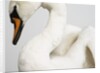 Mounted Swan by Anonymous