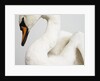 Mounted Swan by Anonymous