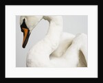 Mounted Swan by Anonymous