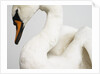 Mounted Swan by Anonymous