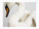 Mounted Swan by Anonymous