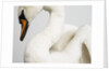 Mounted Swan by Anonymous