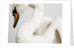 Mounted Swan by Anonymous