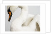 Mounted Swan by Anonymous