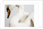Mounted Swan by Anonymous