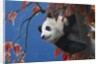 Giant Panda Climbing Tree by Anonymous