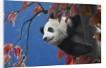 Giant Panda Climbing Tree by Anonymous