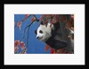 Giant Panda Climbing Tree by Anonymous