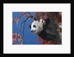 Giant Panda Climbing Tree by Anonymous