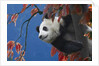 Giant Panda Climbing Tree by Anonymous