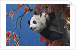 Giant Panda Climbing Tree by Anonymous