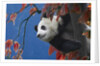 Giant Panda Climbing Tree by Anonymous